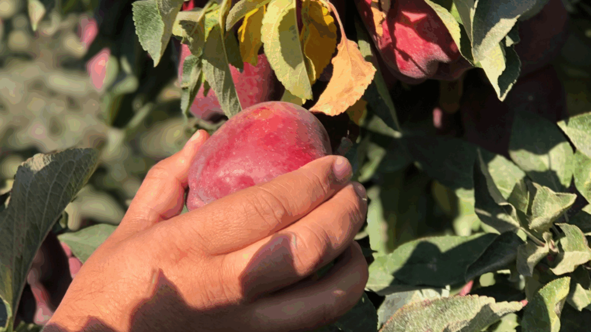 A person reaching up to pick a ripe plum from a tree branch on a sunny day.
