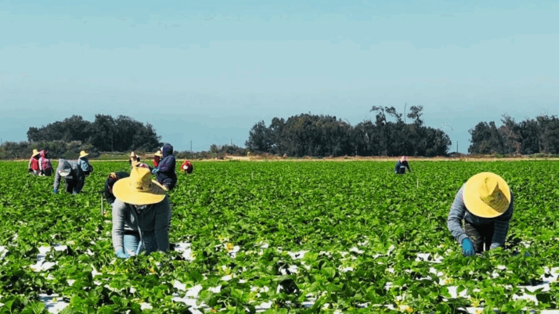 Several individuals working together in a field, picking crops under a clear blue sky.