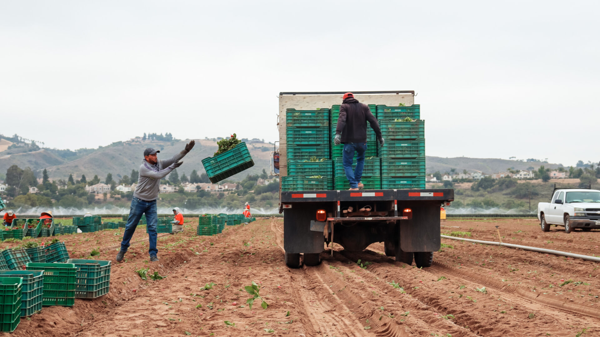 Two workers are loading or unloading green plastic crates from the back of a truck parked on a field.