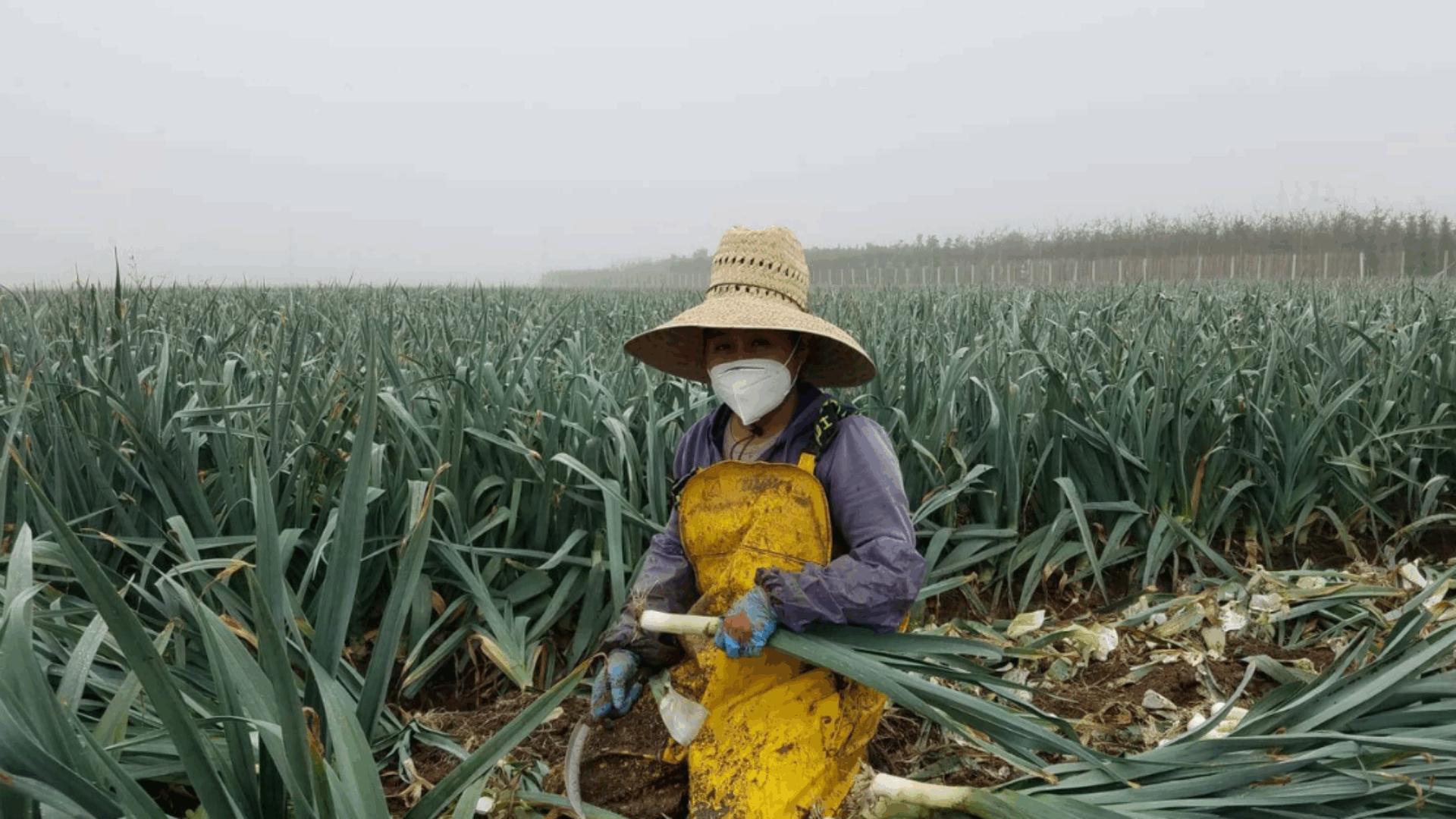 Una mujer con mascarilla y sombrero trabaja en un frondoso campo de cebollas, con las hojas verdes de las cebollas visibles a su alrededor.