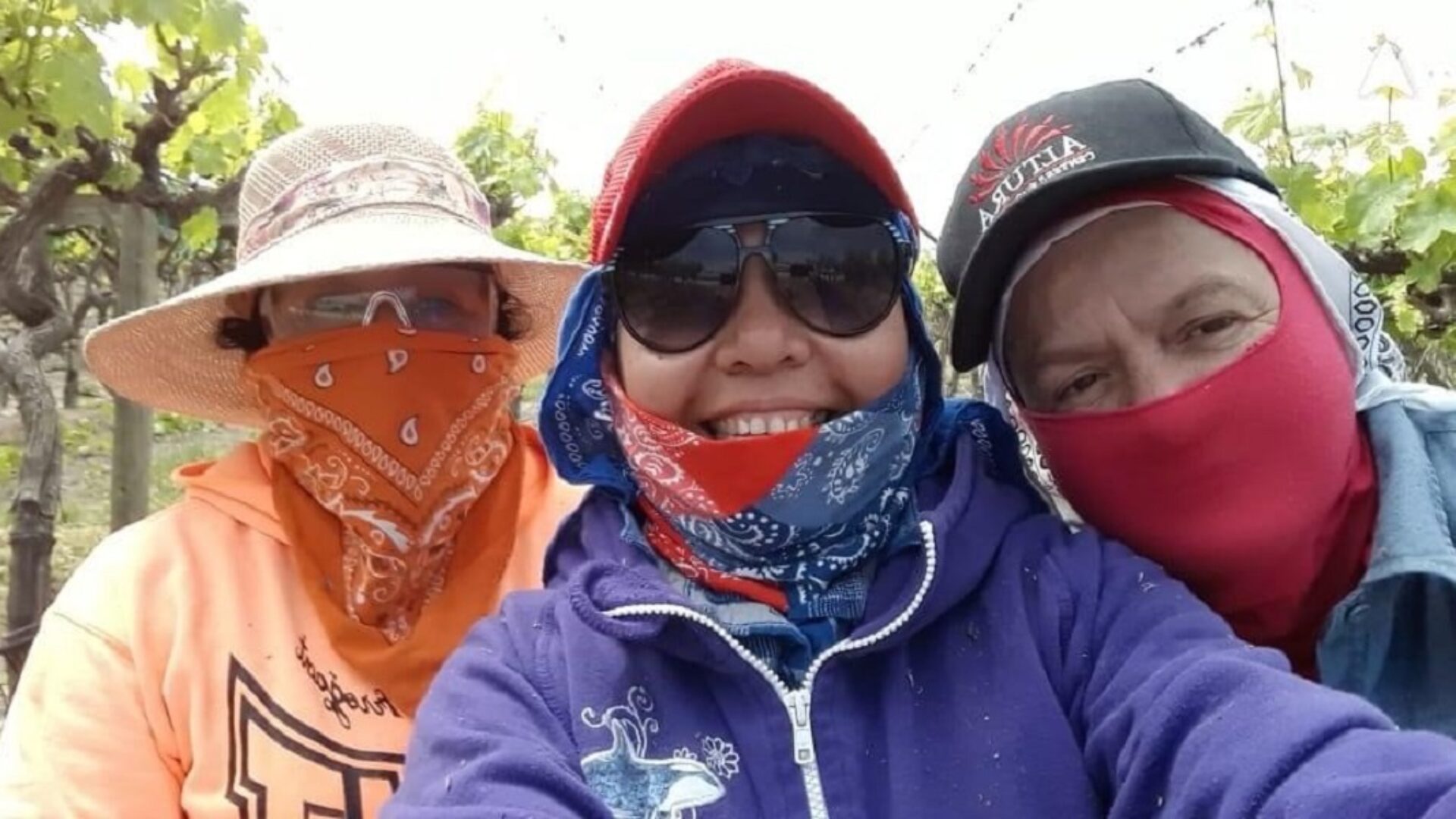 Tres personas con bandanas y gafas de sol disfrutan de un día soleado en un viñedo, rodeadas de frondosas vides.