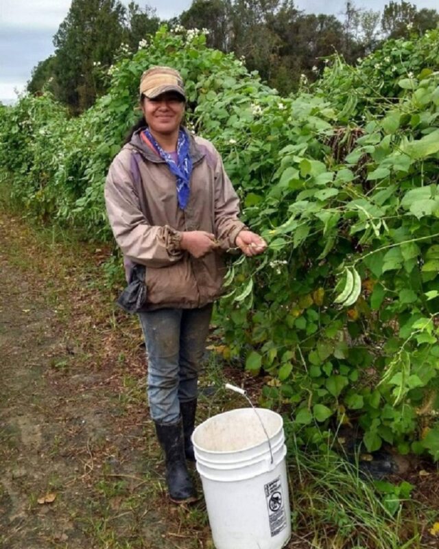 A woman is standing in a field, holding a bucket filled with green beans.