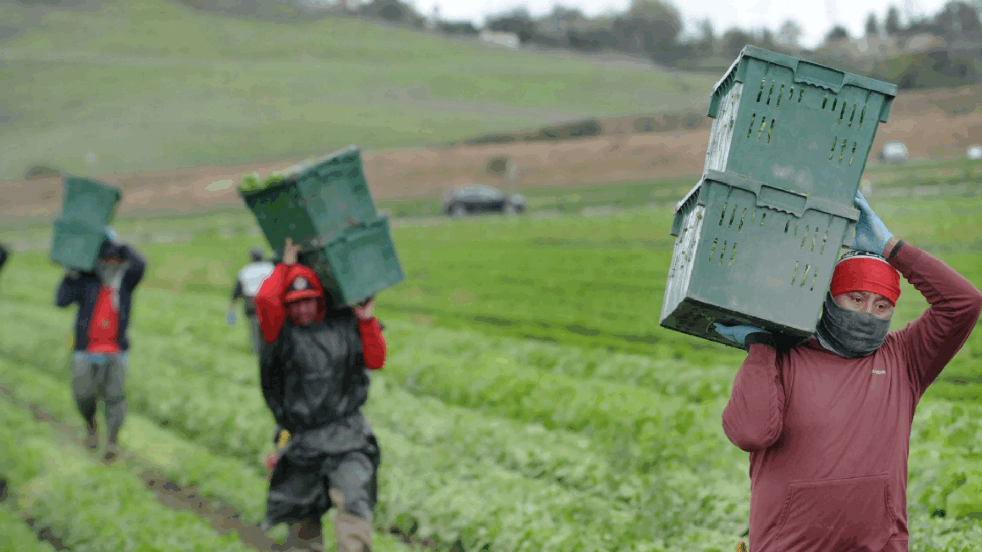 Los campesinos llevan cajas de productos recién cosechados a través de un campo verde bajo un cielo azul despejado.