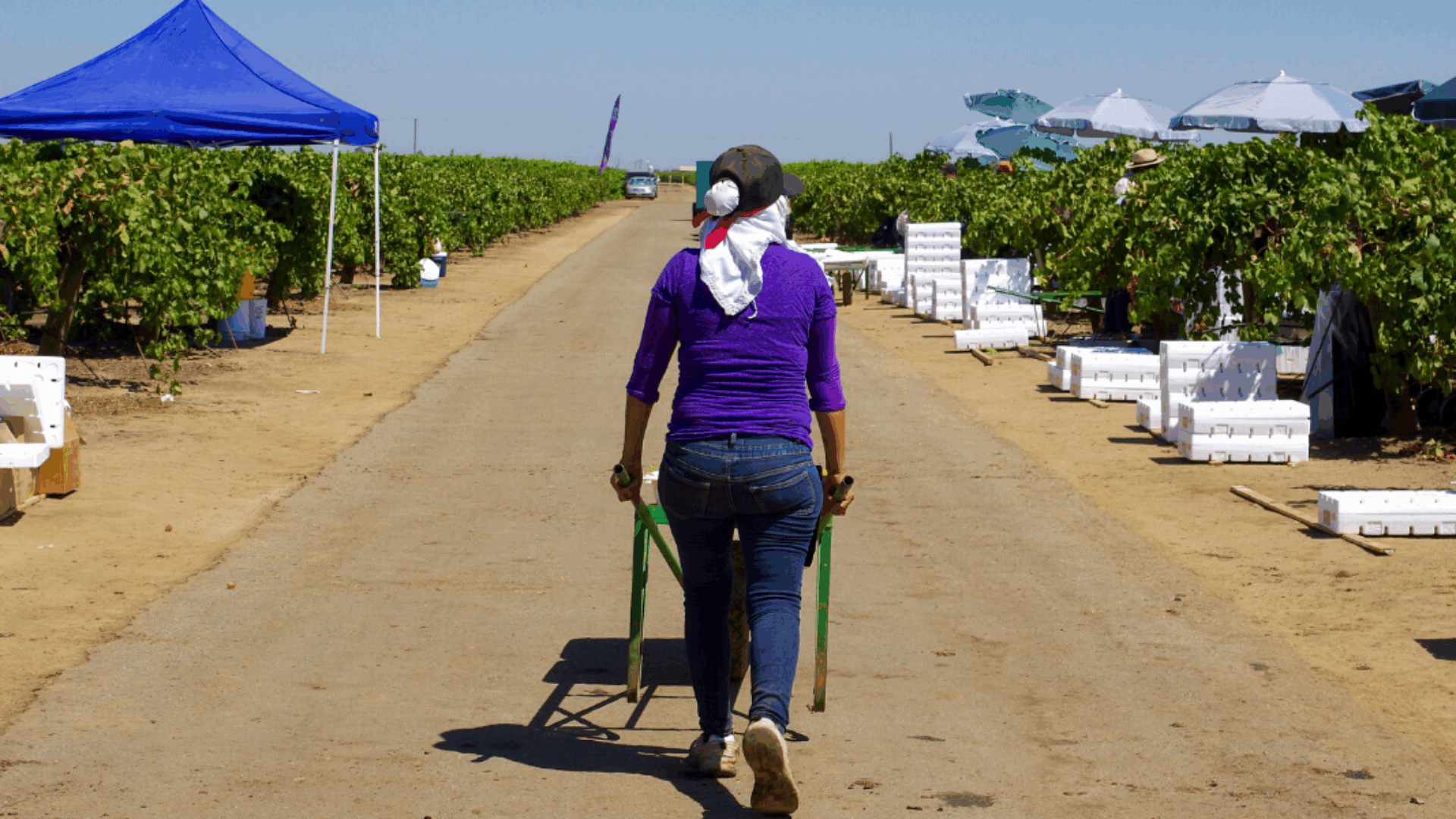A person walking down a wide dirt pathway in what appears to be a cultivated agricultural field.