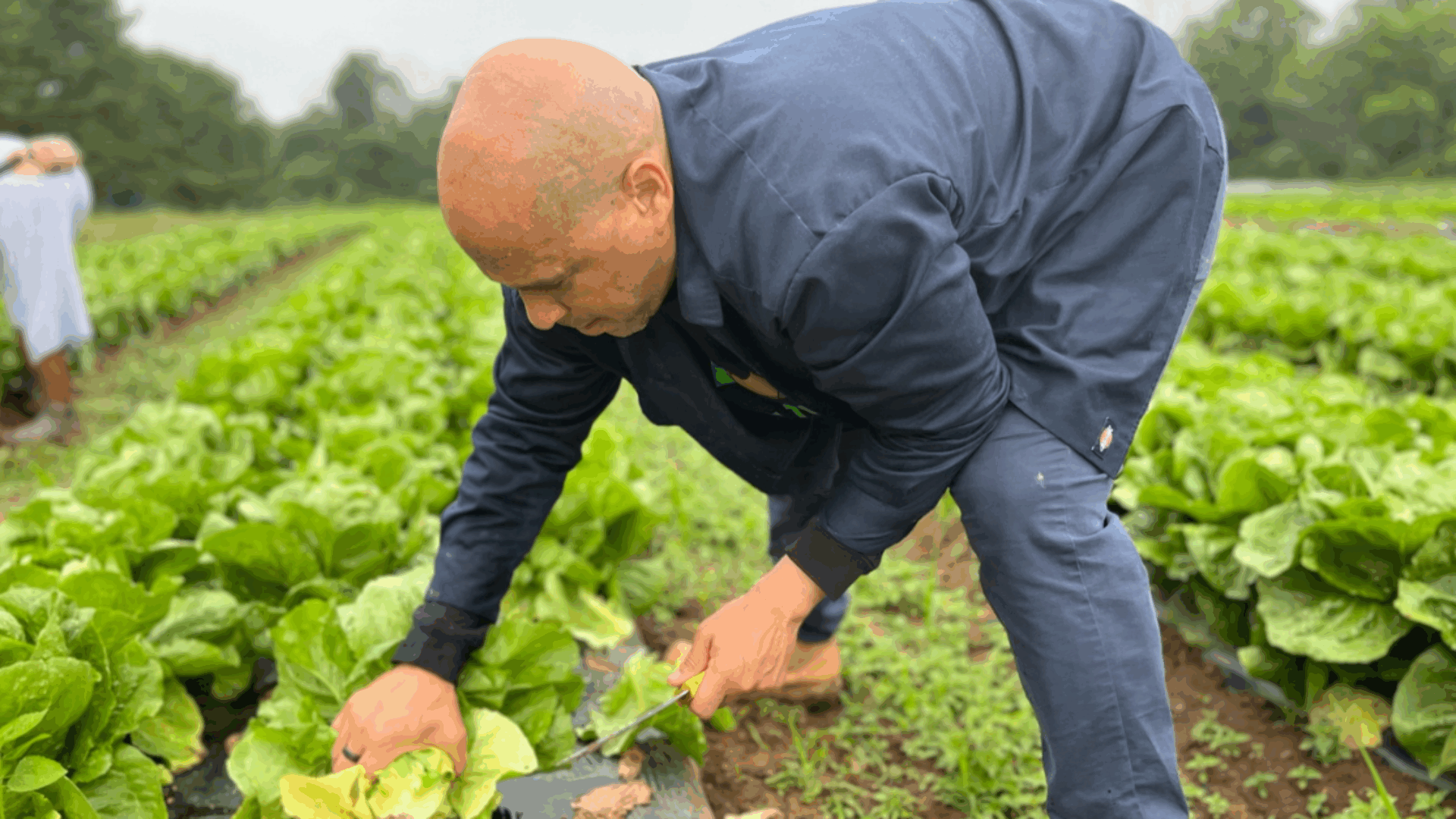 Senator Cory Booker carefully selecting lettuce in a lush, sunlit field.