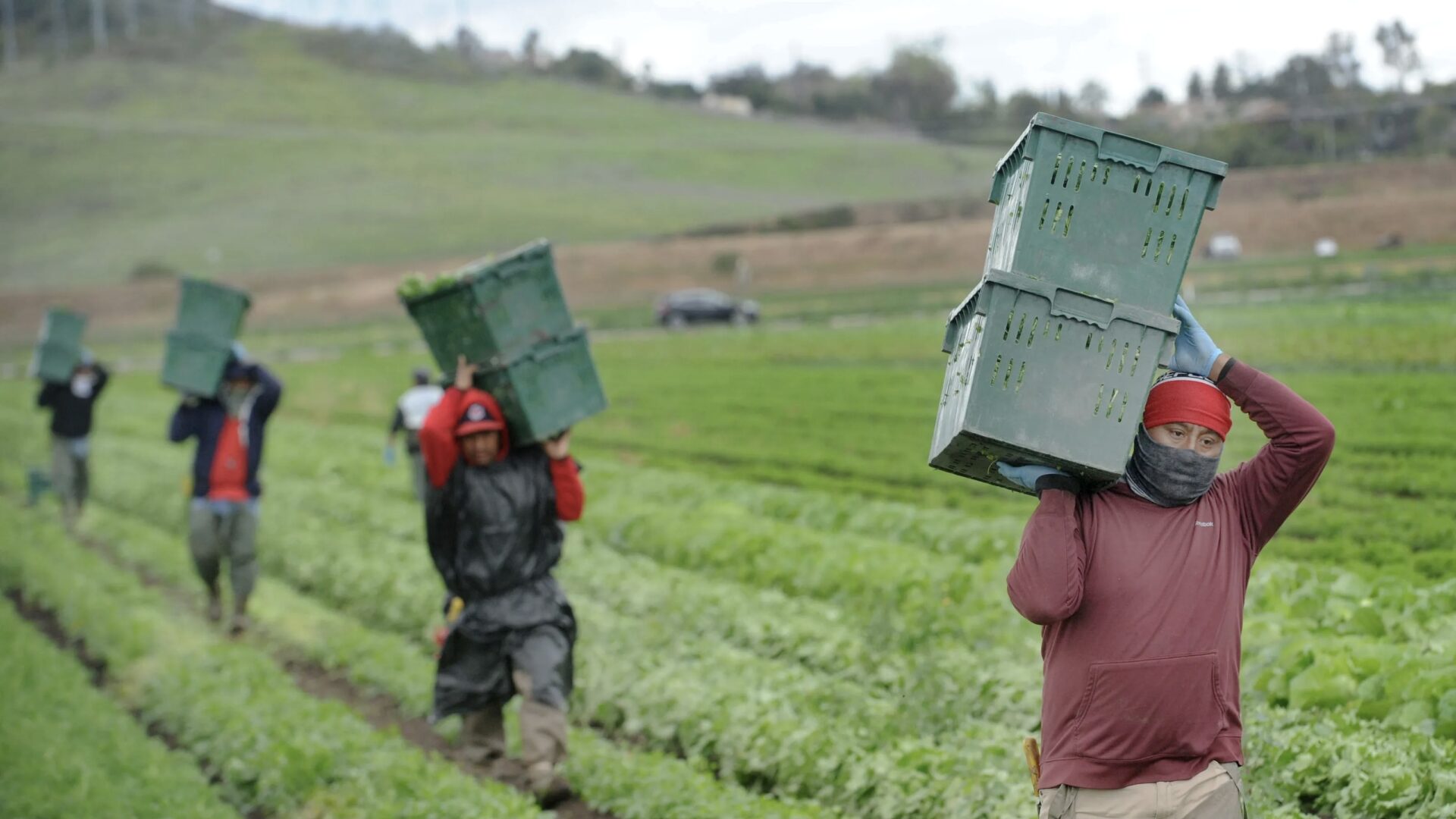 Workers in a field carry boxes filled with crisp lettuce, highlighting the labor involved in farming.