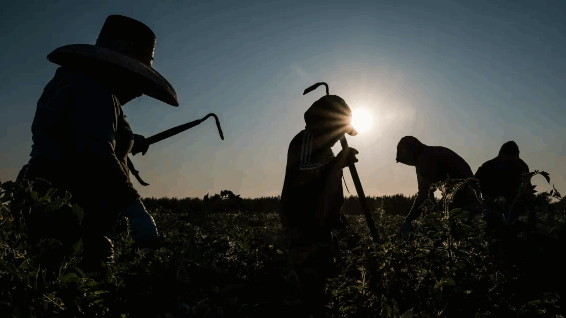 Full view of three figures, likely agricultural workers, silhouetted against a field of crops at sunrise or sunset.