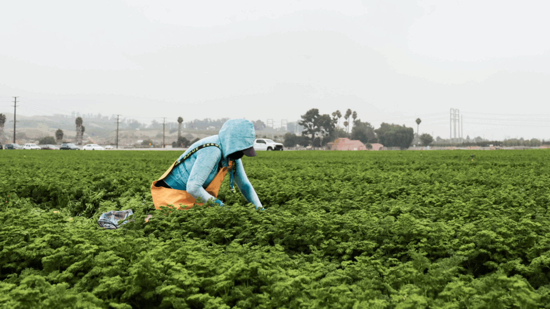 A woman wearing a blue jacket and hat is picking produce in a sunny field.