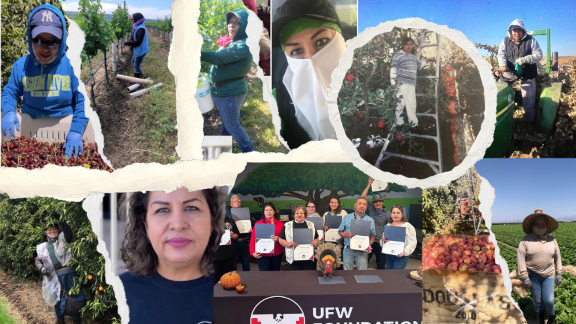 Collage of farm workers harvesting cherries, apples, and oranges, showing individuals wearing protective gear like masks and hats in agricultural fields.
